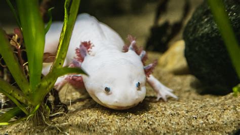  Axolotl: Un Amphibien Fascinant Qui Remise En Question Nos Conceptions Traditionnelles Sur Les Métamorphoses!