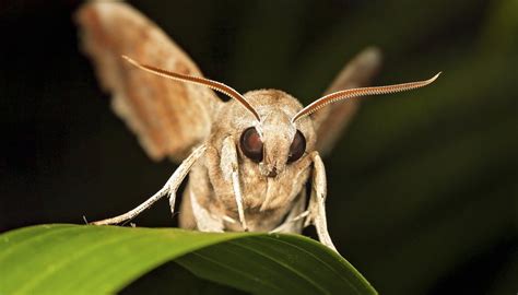  Bousque! L'insecte nocturne qui vole en spirale et danse au rythme du vent