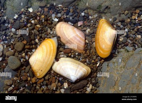  Donax :  Un Mollusque Bivalve Inconspicuous Qui Filtre Sans Cesse les Sables de la Côte