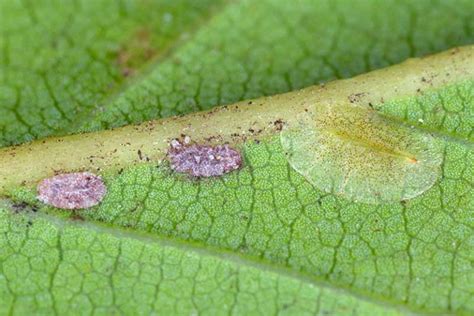  Eriococcus!  This Tiny Armored Insect Packs a Punch as It Secretes a Sticky Sweet Substance for Protection