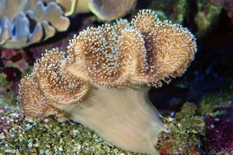  Leather Coral: Un Animal D'une Beauté Eblouissante qui Symbolise le Mystère Insondable des Océans Profonds!