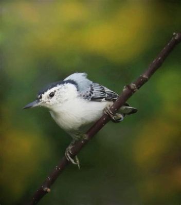  Nuthatch: Un Oiseau Agile Qui Niche Dans Les Arbres Anciens Et S'Alimente De Larves Cachées!