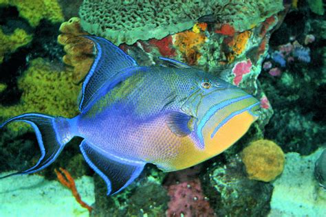  Queen Triggerfish! A Striking Blend of Bold Colors and Stealthy Hunting Tactics