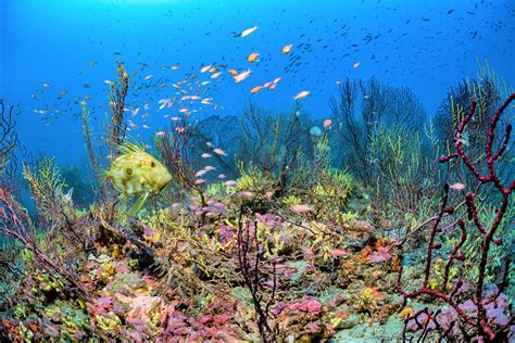  Quelque Part Dans Les Fonds Marins Profonds, Un Quenouille Se Déplace En Suivant Le Courant Marin De L'Océan