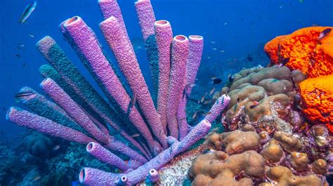  Bartlettia! Une Éponge Fascinante Qui Se Cache Dans Les Profondeurs De L’Océan