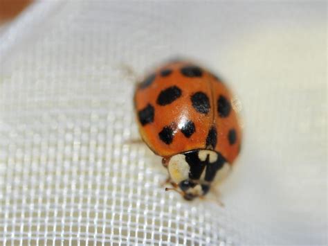  Coccinelle Quelle Joie de Voir Voler Ces Petits Coléoptères Rouges à Points Noirs !