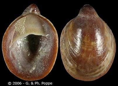  Crepidula convexa: Un gastéropode qui porte son domicile sur le dos avec une stratégie de reproduction surprenante!