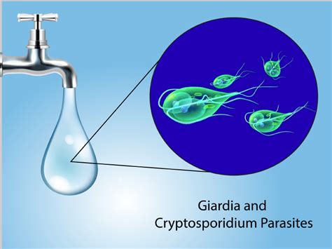  Cryptosporidium: Parasites Microscopiques qui nous Rappellent l'Importance d'une Bonne Hygiène!