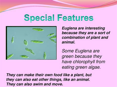  Euglena:  Une algue nageuse avec une histoire fascinante et des comportements mystérieux!