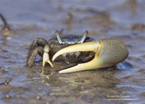  Fiddler Crab: Une créature fascinante à la pince asymétrique qui danse sur le sable chaud !