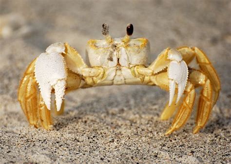  Ghost Crab: Des Créatures Nocturnes aux Pincées Puissantes!