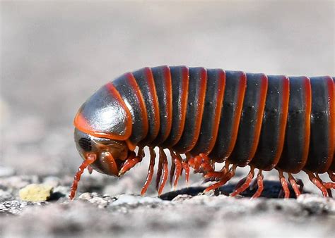  Iulidae: Découvre l'incroyable danse des mille-pattes à longues antennes pour explorer les mystères souterrains!