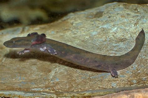  Mudpuppy, Cet Amphibien Aquatique S'Épanouit Dans L'Ombre Des Rocheuses !