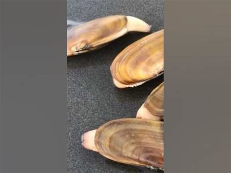  Razor Clam: Une Merveille Camouflée Qui Se Déplace Avec Élégance Sous-Marine!