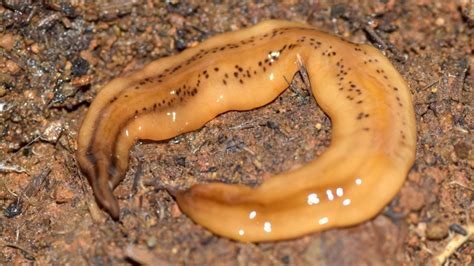  Tegumentarium! Un Ver Plat au Destin Intrigant